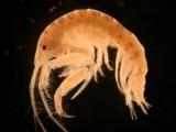 Amphipod