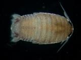 Isopod