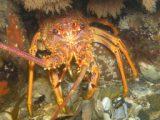 Lobster
