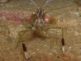 Shrimp