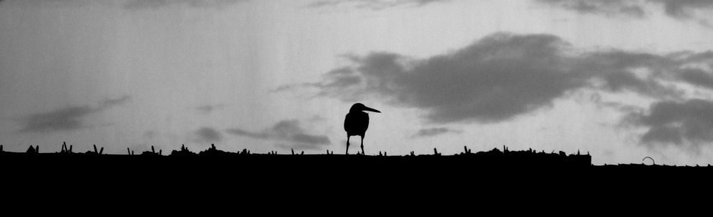 Heron watching an approaching rain-storm from the leaf roof of a hut