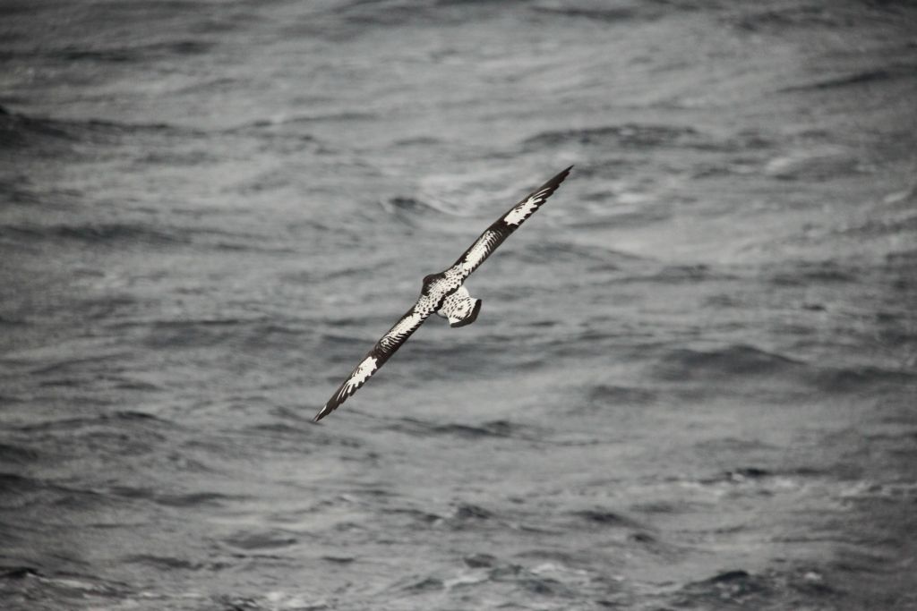Cape Petrel Daption capense gliding over a grey southern ocean
