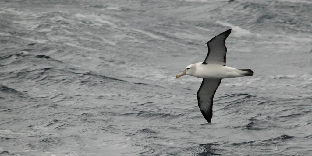Shy albatross Thalassarche cauta touching the waves