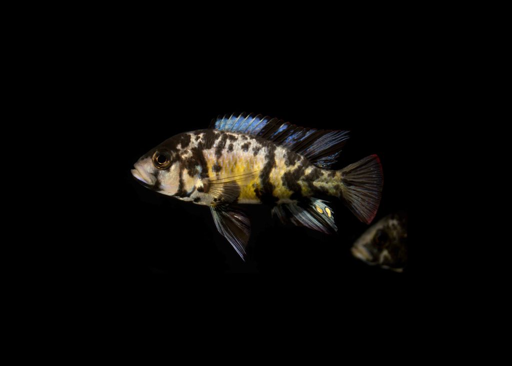 Special male colour morph of the cichlid species Lipochromis melanopterus from Lake Victoria, Africa