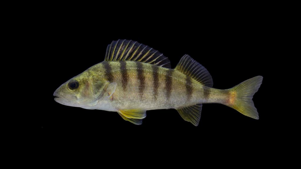 European perch Perca fluviatilis is one of the most common fishes in Swiss lakes