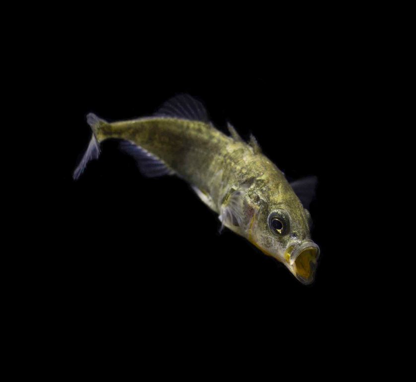 Stickleback Gasterosteus aculeatus in Switzerland is native to the Rhine near Basel, but invasive in other lakes and streams
