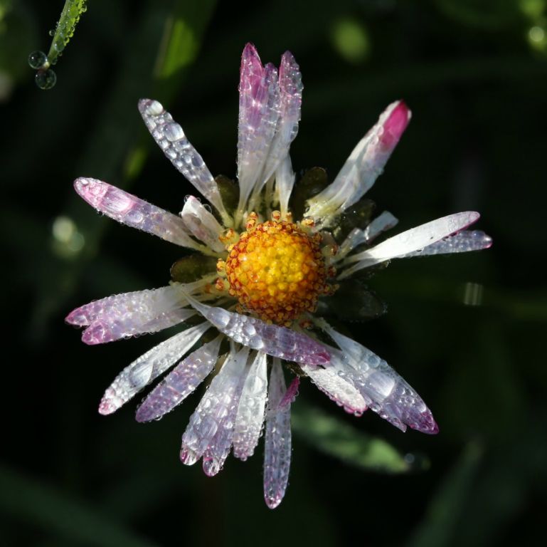 Dew drops on pink daisy near La Ville Chevalier, France