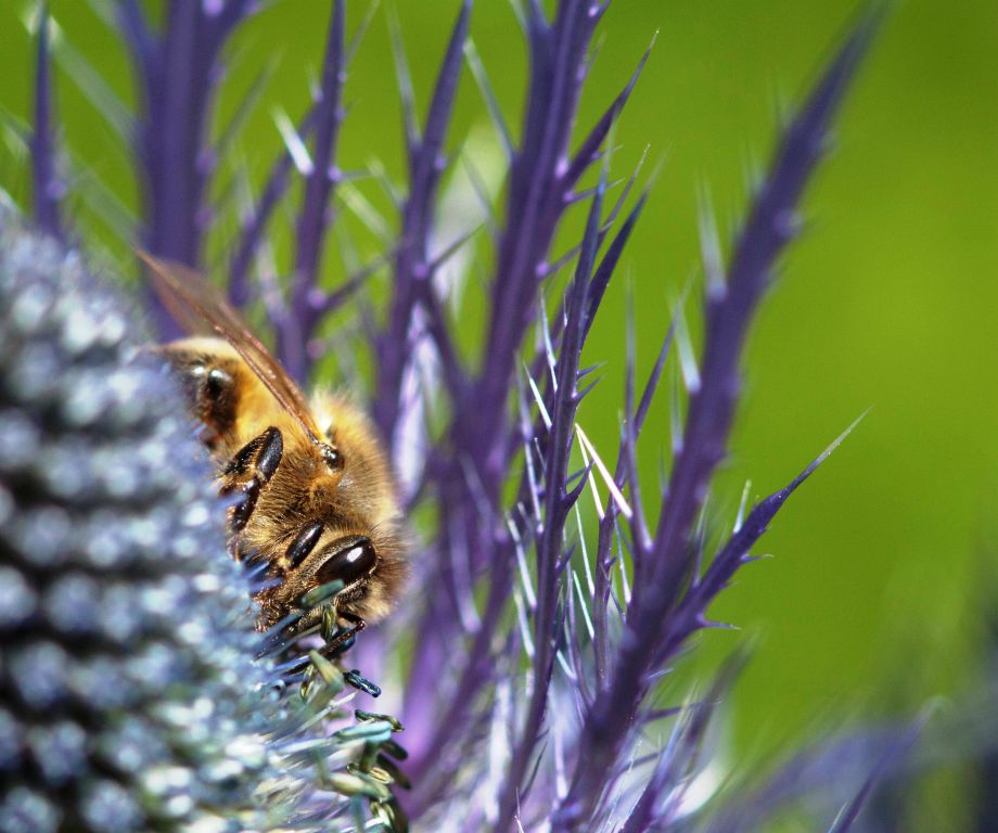 Honey bee visiting the Queen of the Alps Eryngium alpinum in Samedan, Switzerland