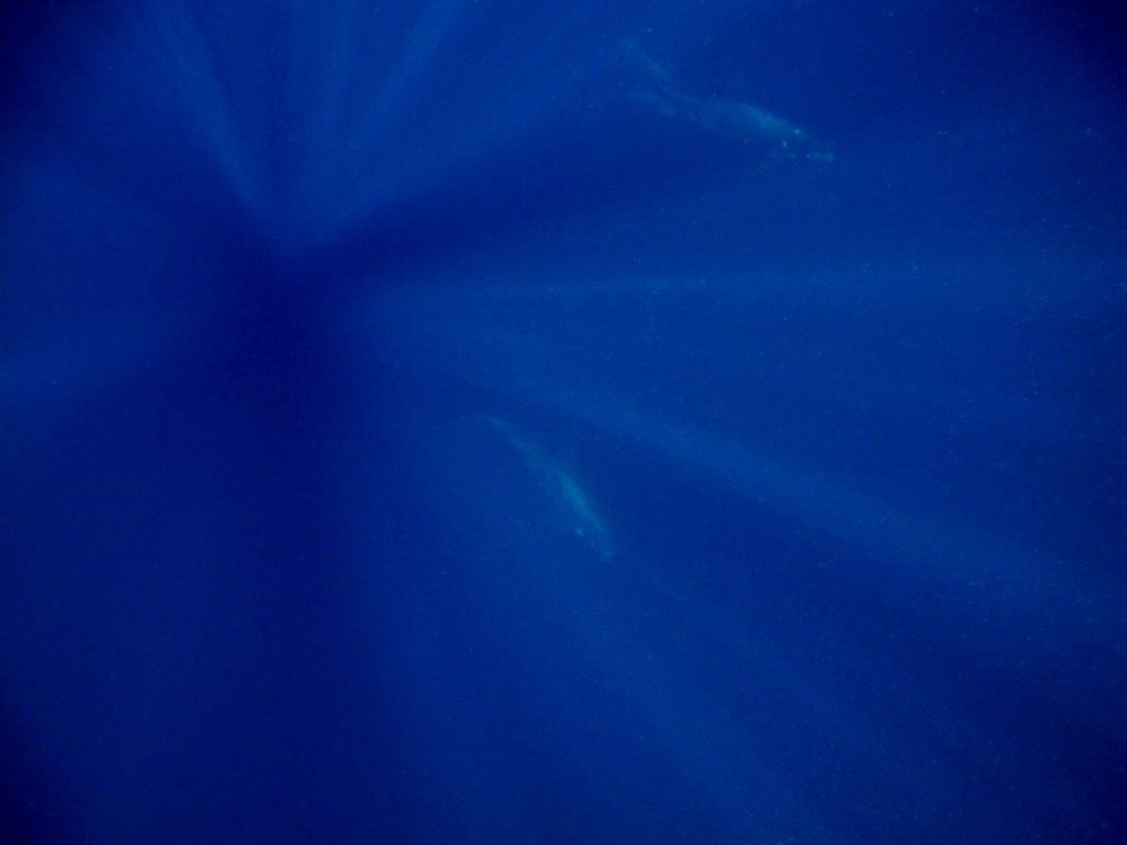 Dolphins in deep blue Western Province, Solomon Islands