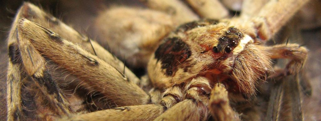 Extreme close-up of huntsman spider on Nusa Tupe, Western Province, Solomon Islands