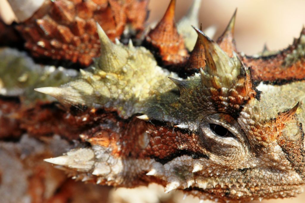 Thorny devil Moloch horridus somewhere on the road between Exmouth and Karratha in north western Australia
