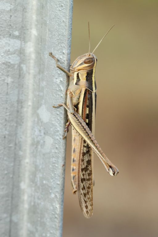 Spur-throated locust Austracris guttulosa on a metal fence in outback Northern Territory, Australia