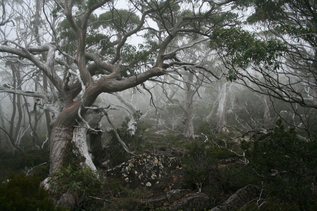 Foggy afternoon at Mt Field National Park Tasmania, Australia