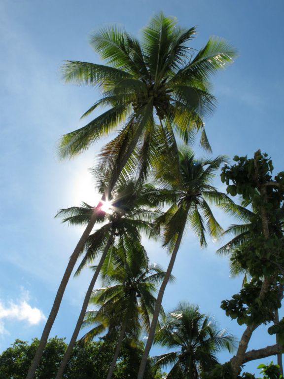 Sun shining through coconut plams in Solomon Islands