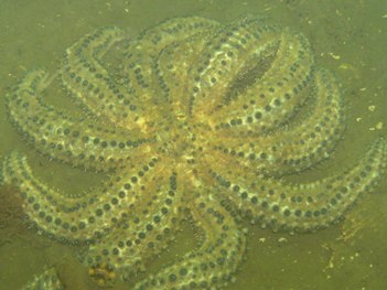 coscinasterias