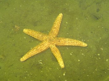 uniophora