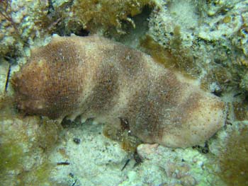 stichopus