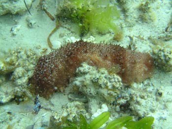 stichopus