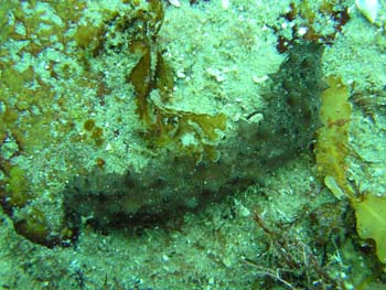 stichopus