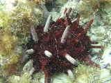 Helio2