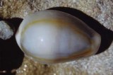 Cowrie