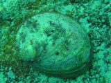 Whelk