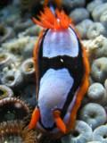 Nudibranch