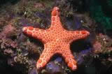 Starfish