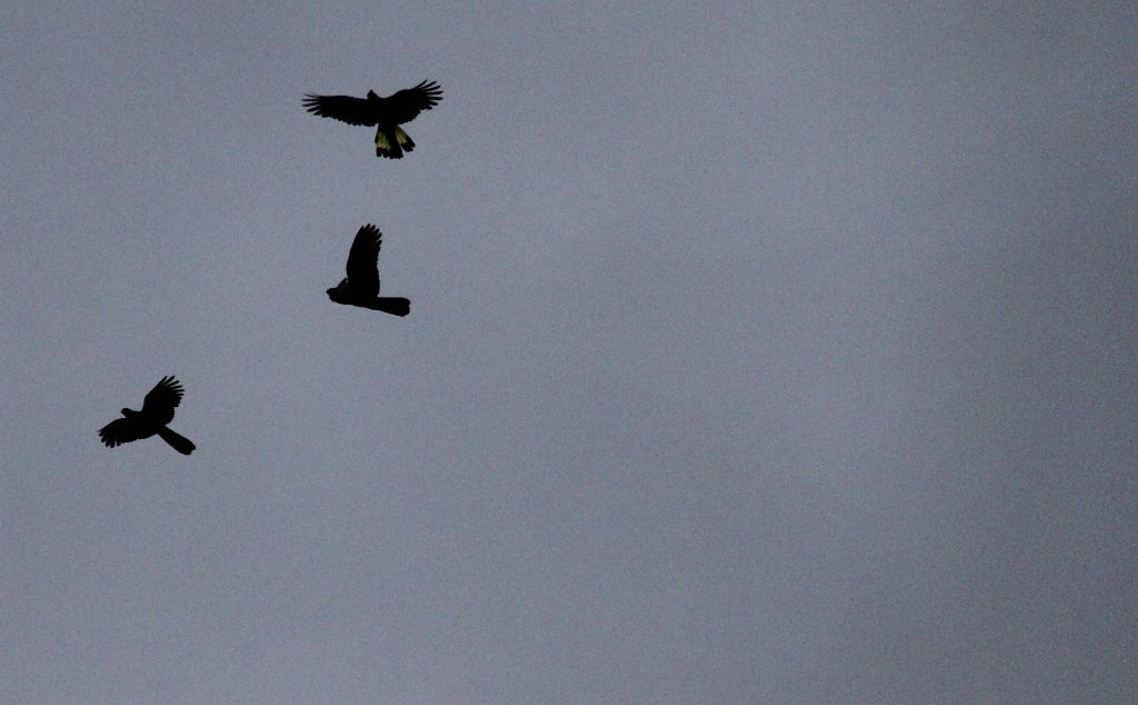 Three yellow-tailed black cockatoos Calyptorhynchus funereus on a grey sky