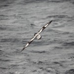 featherscapes