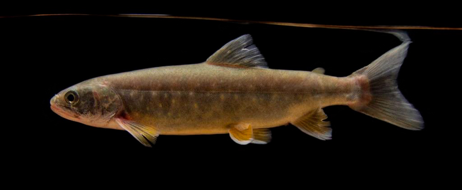 Alpine charr Salvelinus umbla of Lake Thun, Switzerland