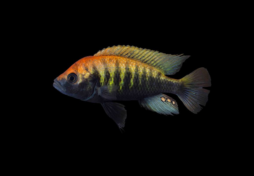 Male Pundamilia nyererei in full nuptial colour from the island of Makobe, Lake Victoria, Tanzania, Africa
