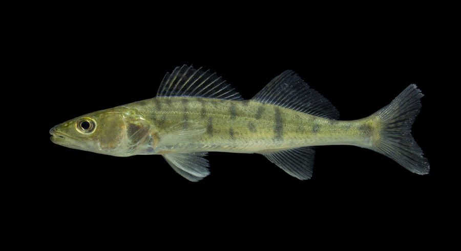 Pikeperch Sander lucioperca