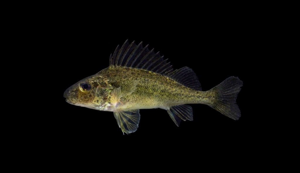 Ruffe Gymnocephalus cernua is invasive in Swiss lakes