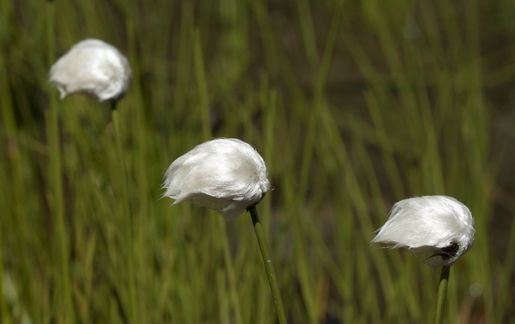 Scheuchzer's Woolgrass Eriophorum scheuchzeri beside a small lake in the Engadine, Switzerland
