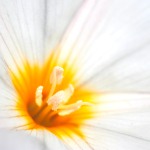 flowerscapes