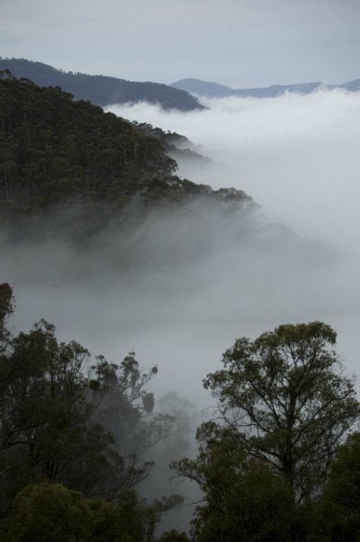 Above the clouds in Glenbog State Forest NSW, Australia