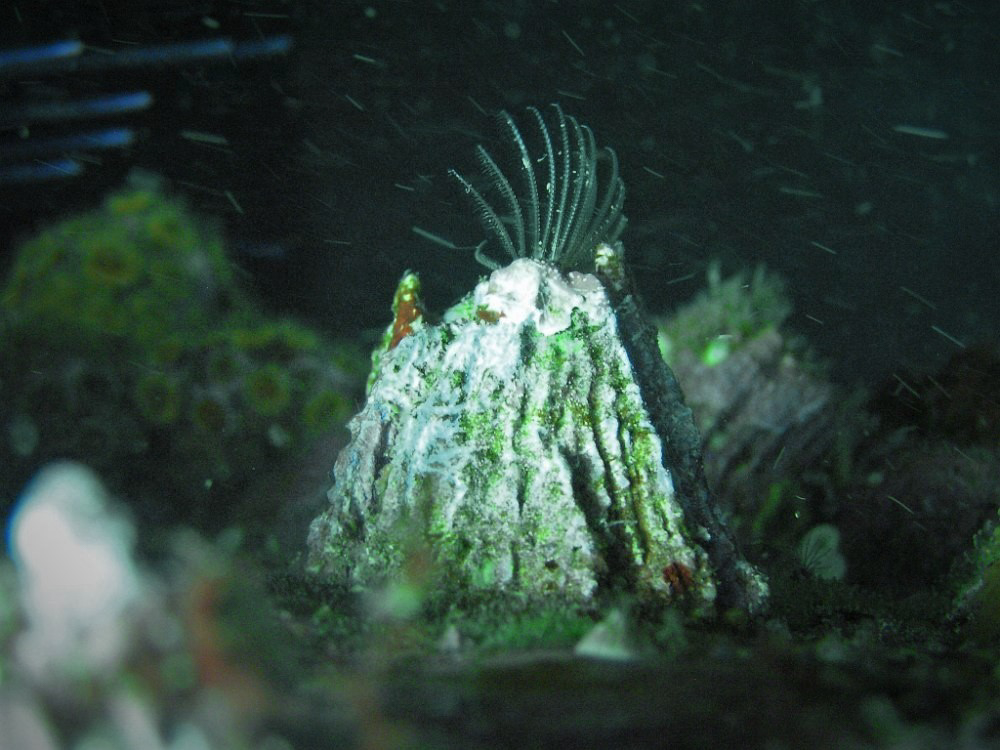 Austrobalanus imperator using its "feet" to catch passing particles below Terrigal Skillion, NSW Australia