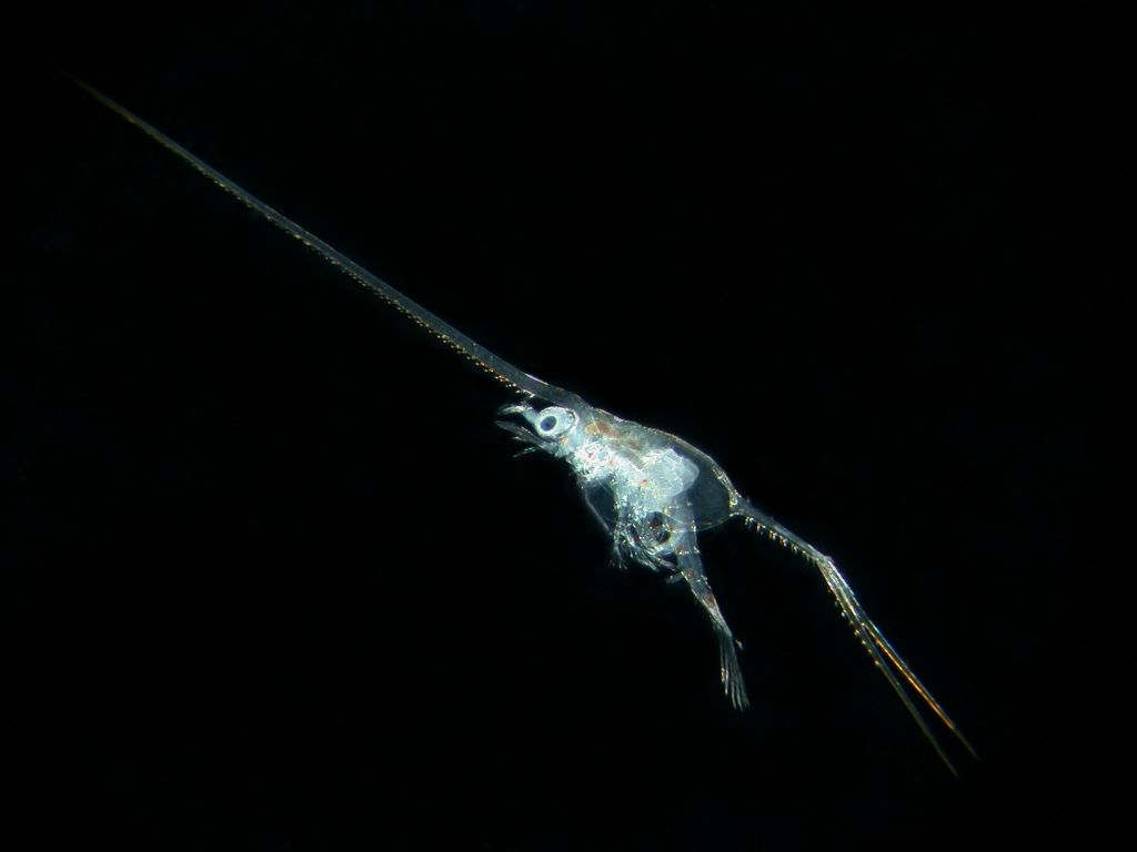 Larvae of the alien New Zealand half-crab Petrolisthes elongatus in Derwent estuary Tasmania, Australia