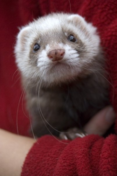 Inquisitive Ellie the ferret at Mountain River Tasmania, Australia