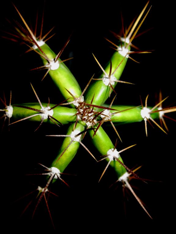 Topview of ornamental cactus on Nusa Tupe, Western Province, Solomon Islands