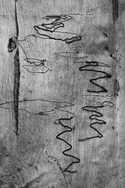 Scribbles caused by larvae of the scribbly gum moth Ogmograptis scribula on the trunk of a white ash Eucalyptus fraxinoides