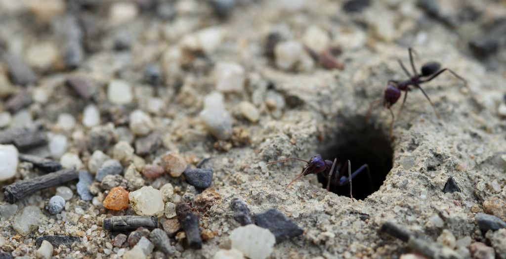 Black ants around a nest beside the road north of Goulburn NSW, Australia