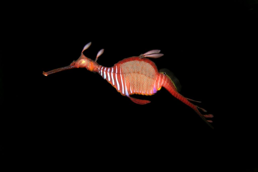 Weedy seadragon Phyllopteryx taeniolatus off Blackmans Bay Tasmania, Australia