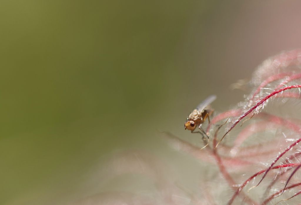 Small fly lingering on a white alp anemone Pulsatilla alpina in the Engadine, Switzerland