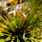 tinyscapes