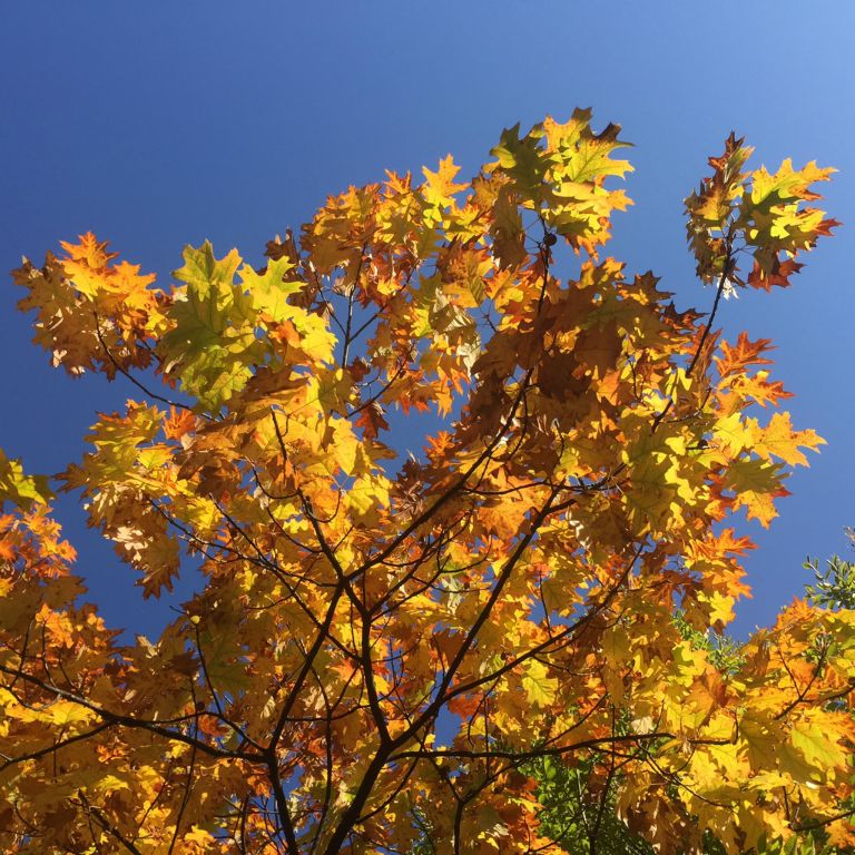 Autumn leaves beside Lake Lucerne, Switzerland