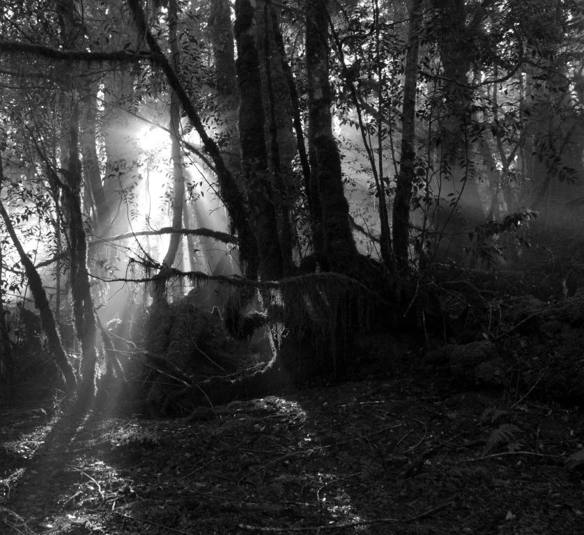 Low sun streams through a temperate rainforest in northeast Tasmania