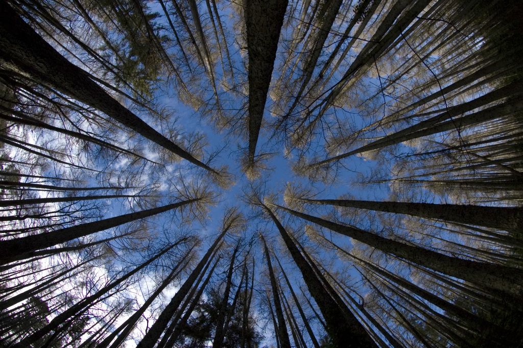 Towering plantation forest near Hanmer Springs Canterbury, New Zealand