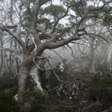 treescapes